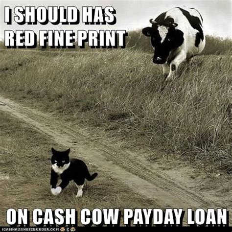 My Cash Cow Payday Loan